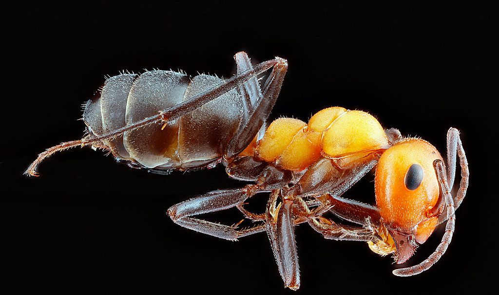 Ant Control service in Stonecrest, GA