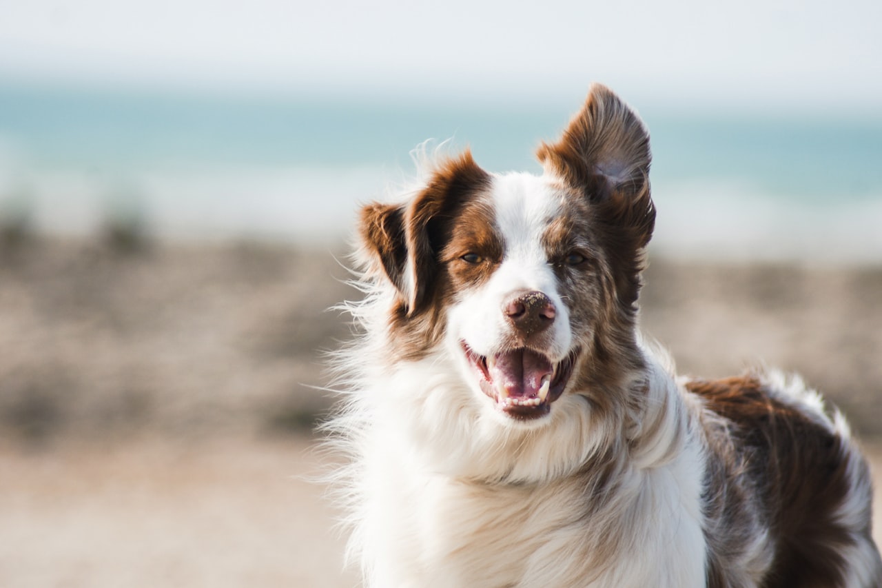 Flea & Tick Control service in Stonecrest, GA
