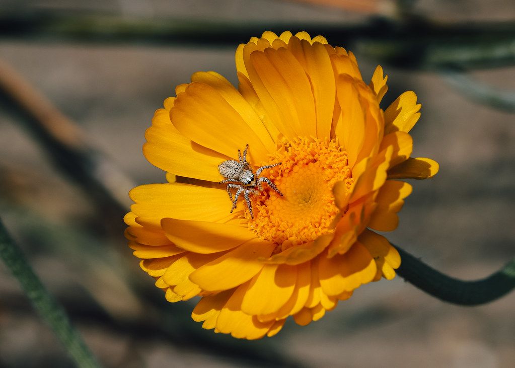 Spider Control service in Stonecrest, GA